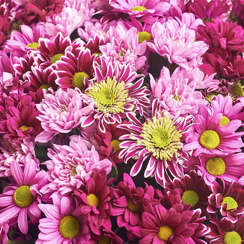 Букет из 11 ромашковых хризантем